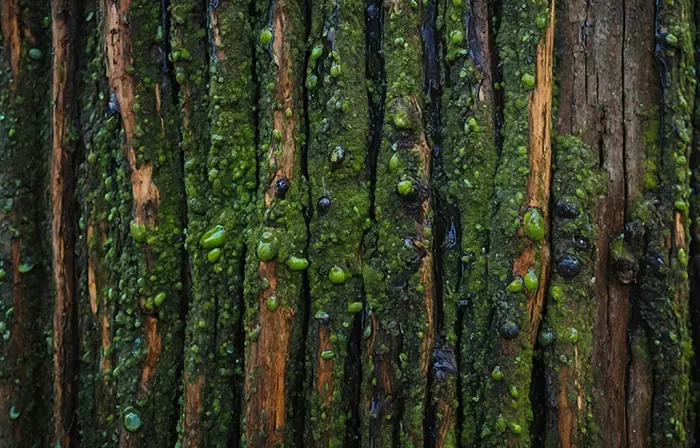 Mossy Tree Trunk Wallpaper View